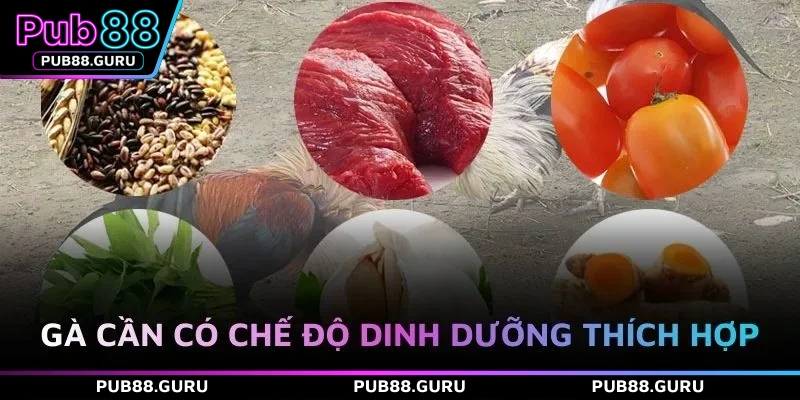 Gà cần có chế độ dinh dưỡng thích hợp