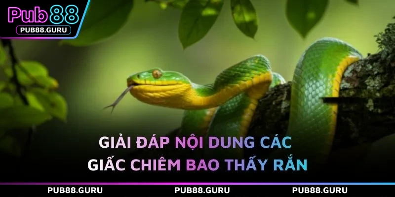 Giải đáp nội dung các giấc chiêm bao thấy rắn